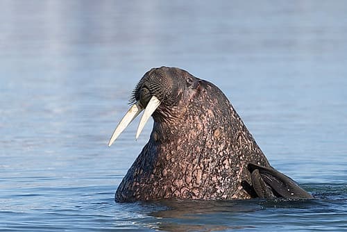 Norway, Svalbard. Close-up of male walrus in ocean. Animals Print
